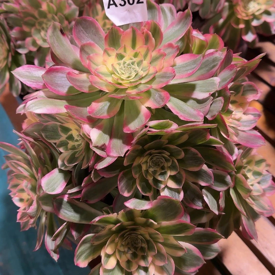 多肉植物海王302