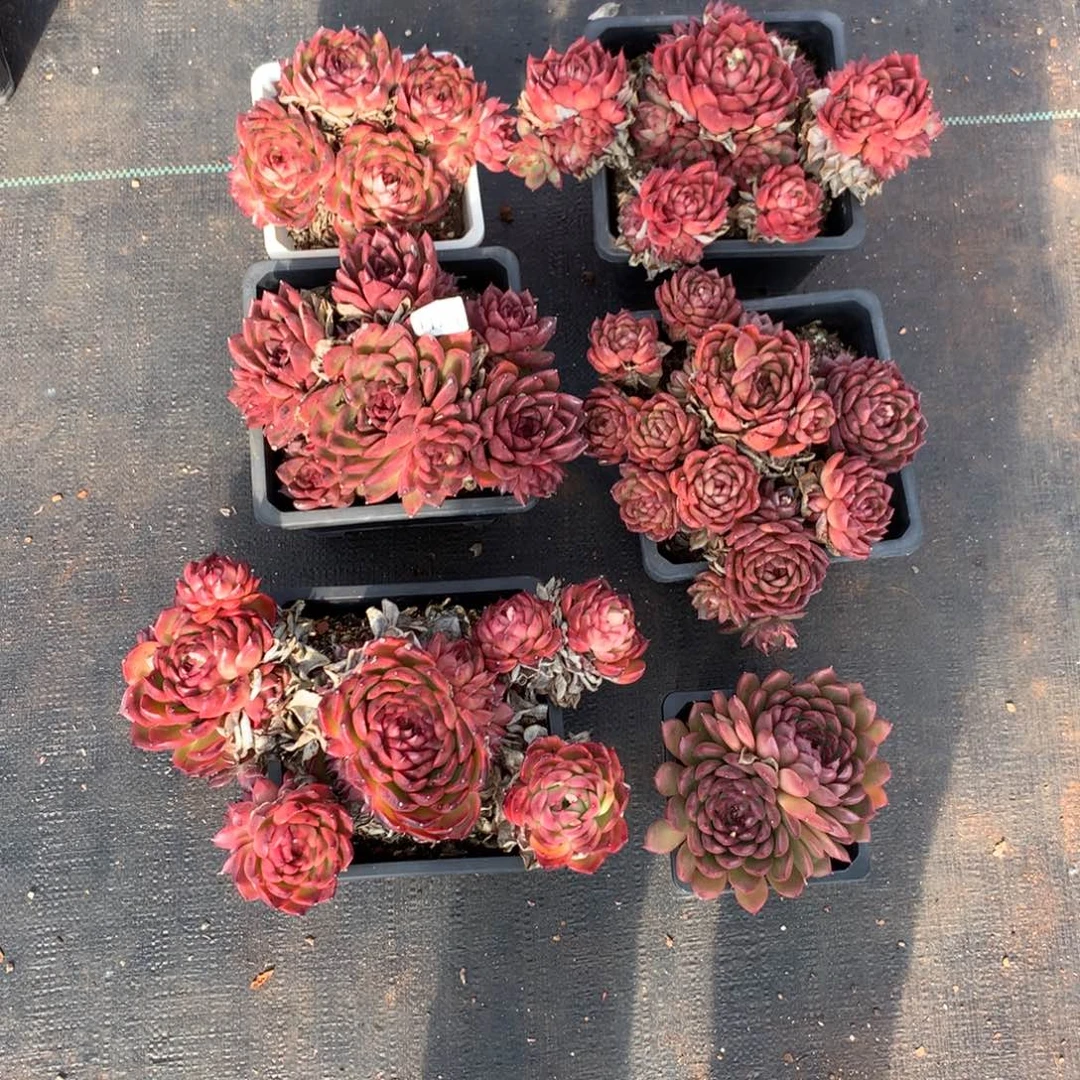 Z**…4181六颗不包整散掉头