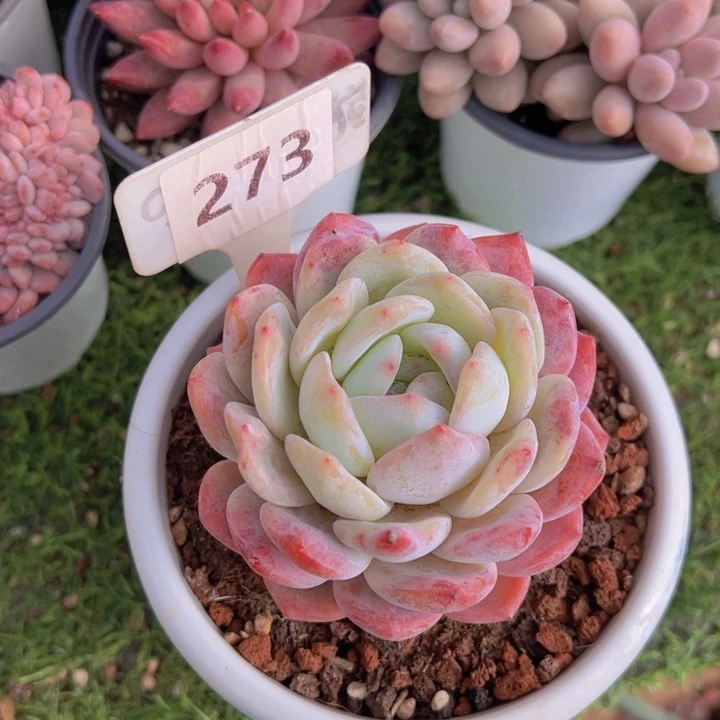 健健康康平平安安