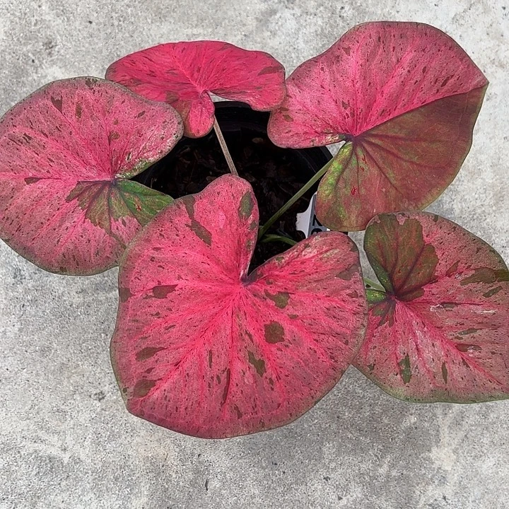 43-1107粉毒福利广东现货