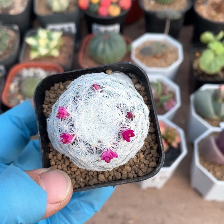 142大型姬春心仙人球