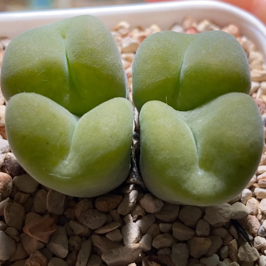 大型空卡大型空卡