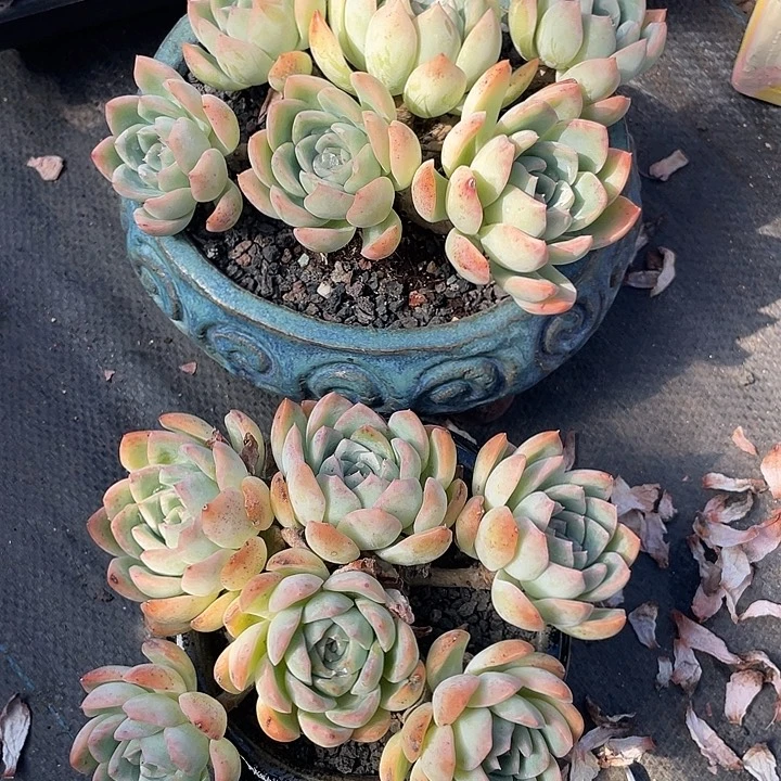 多肉植物多肉植物