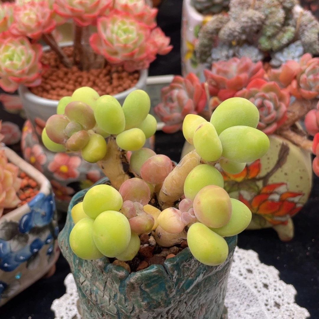 kk美人老桩控养（短圆肥）