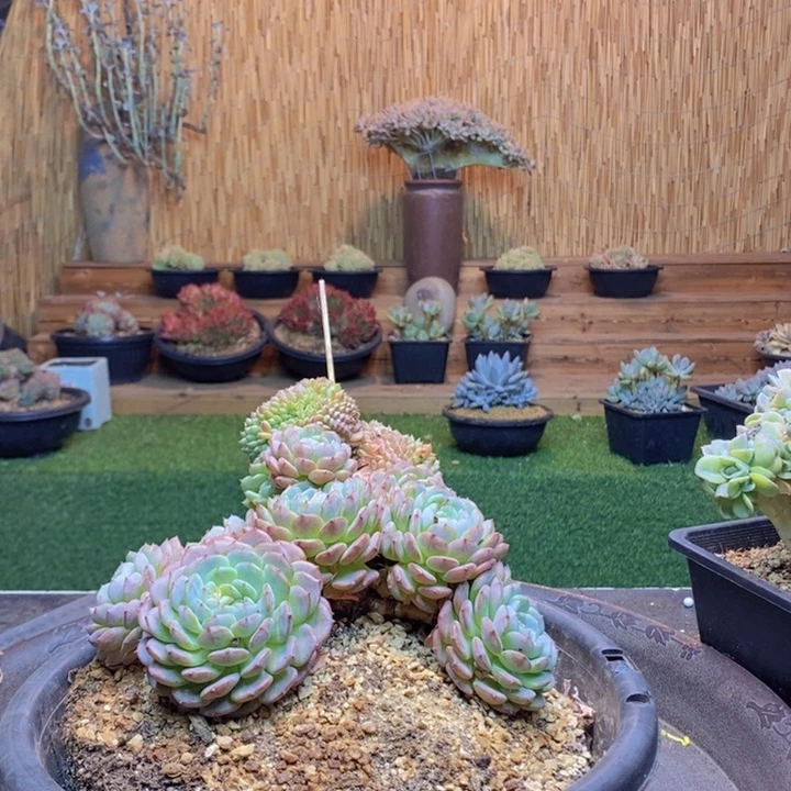 谭***铺541号白胖子缀化多肉