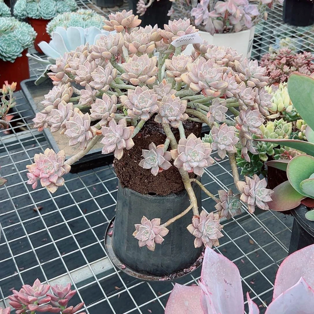 山***川8890阿伦培多肉植物