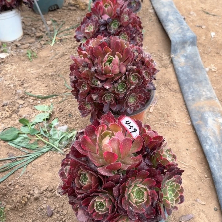 31-39安娜小亮牌6.6一个多肉