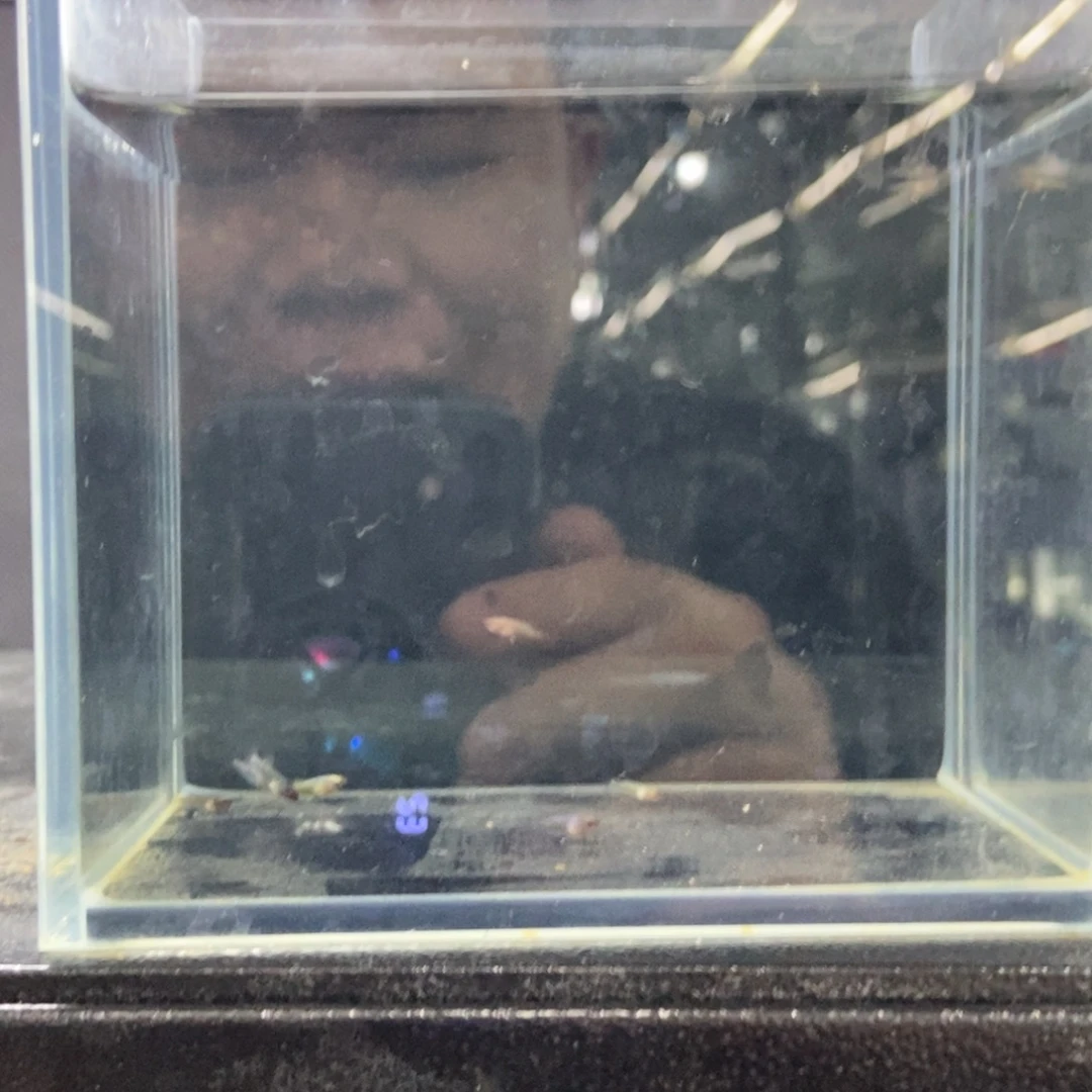 斗鱼包活不包损所见即所得043