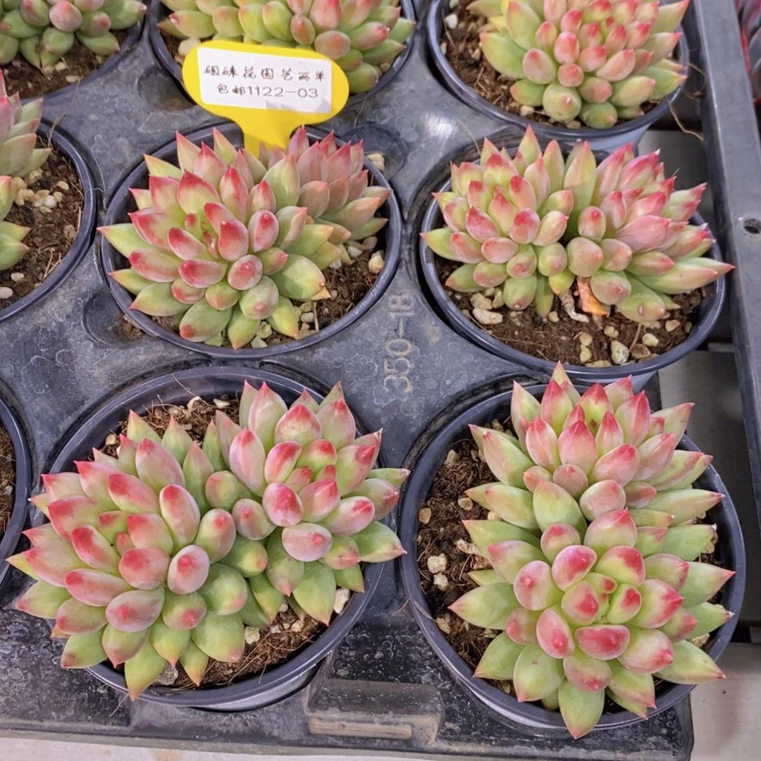 1122-03-P精品母本岩字双头一个