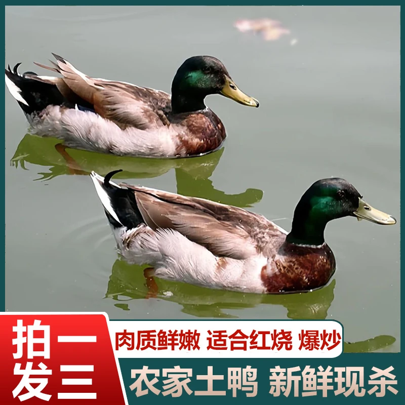 【开播福利】农户放养水鸭3只毛重15斤多净重9斤 非老鸭净膛发货