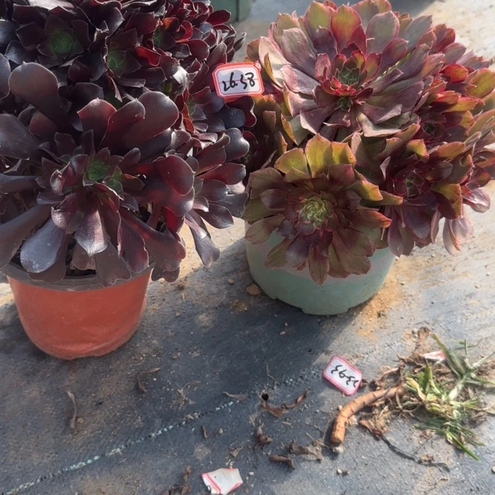 26-38多肉2处理不包售后