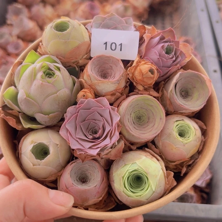 开播福利山地玫瑰101