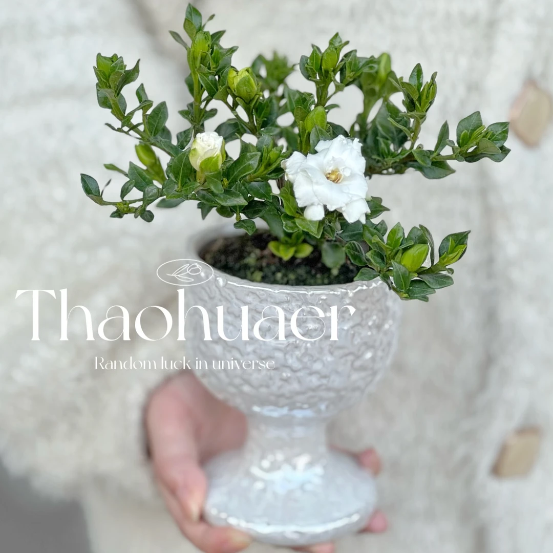 栀子花盆栽花卉植物室内阳台绿植四季好养