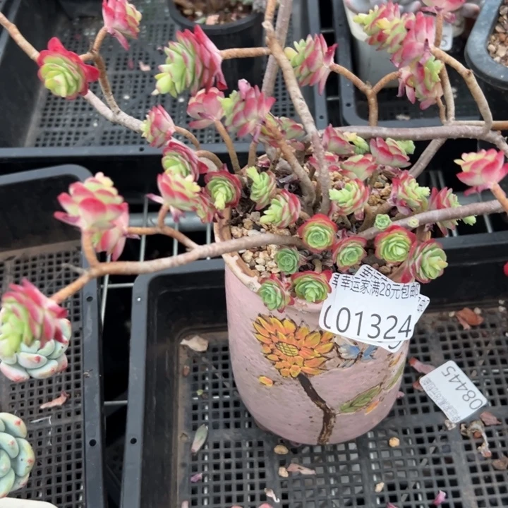 幸运的是我还在努力地幸运