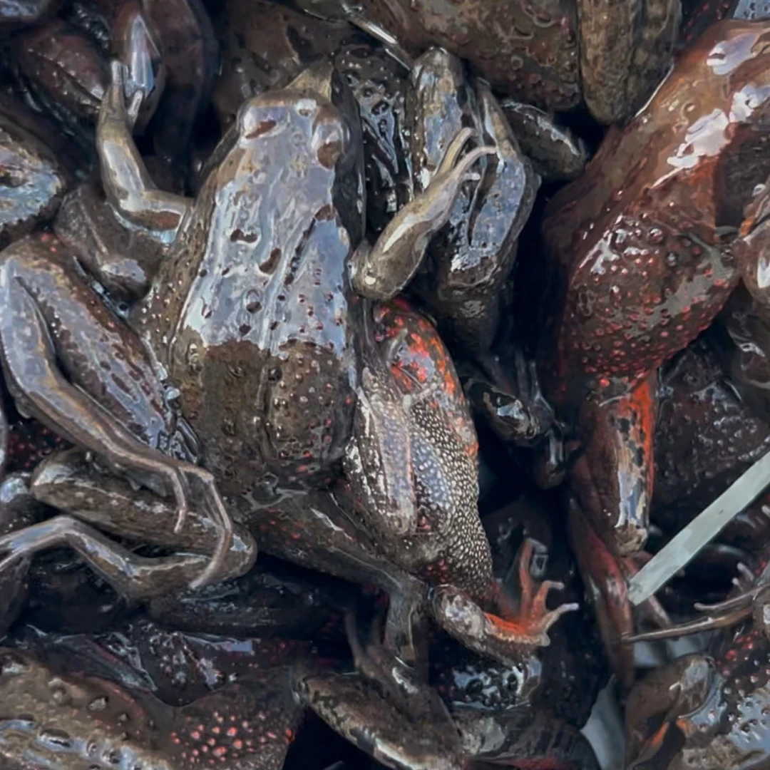 东北养殖中母系约40-50多个