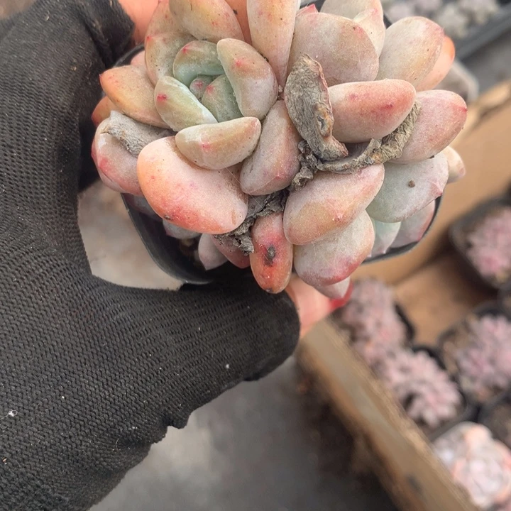 星影子群四个头 （不满9.99发空盆冷地区不拍保温扣3.9多肉）