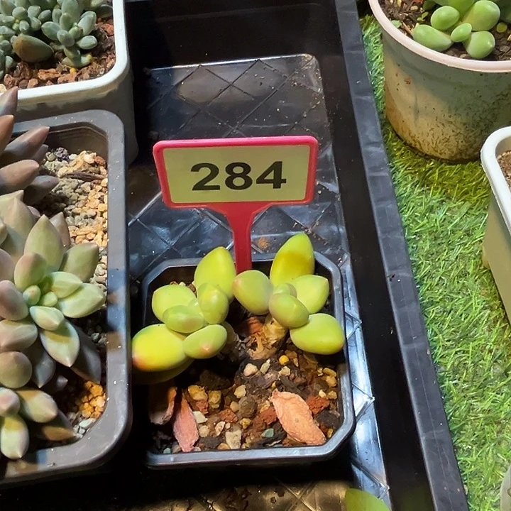 淡***心多肉植物芒果奶284