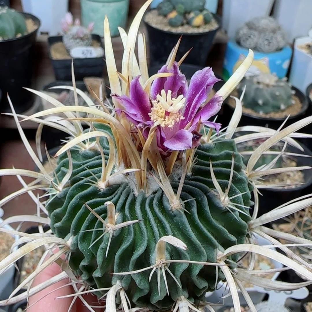 实生喷泉刺振武玉多肉