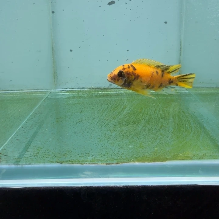海水1079号黄金斑马mC