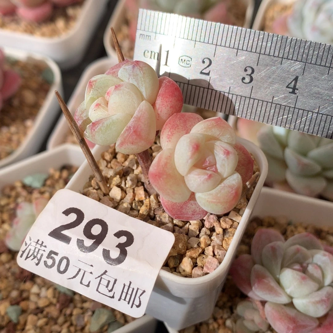 293。小腿白底糖心冰玉双头。