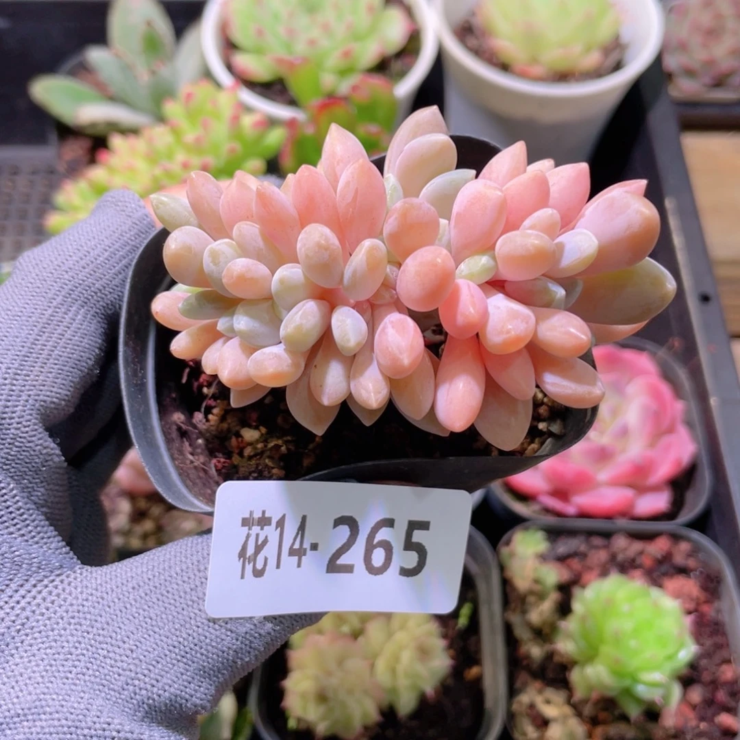花利美14-265醉美人缀化