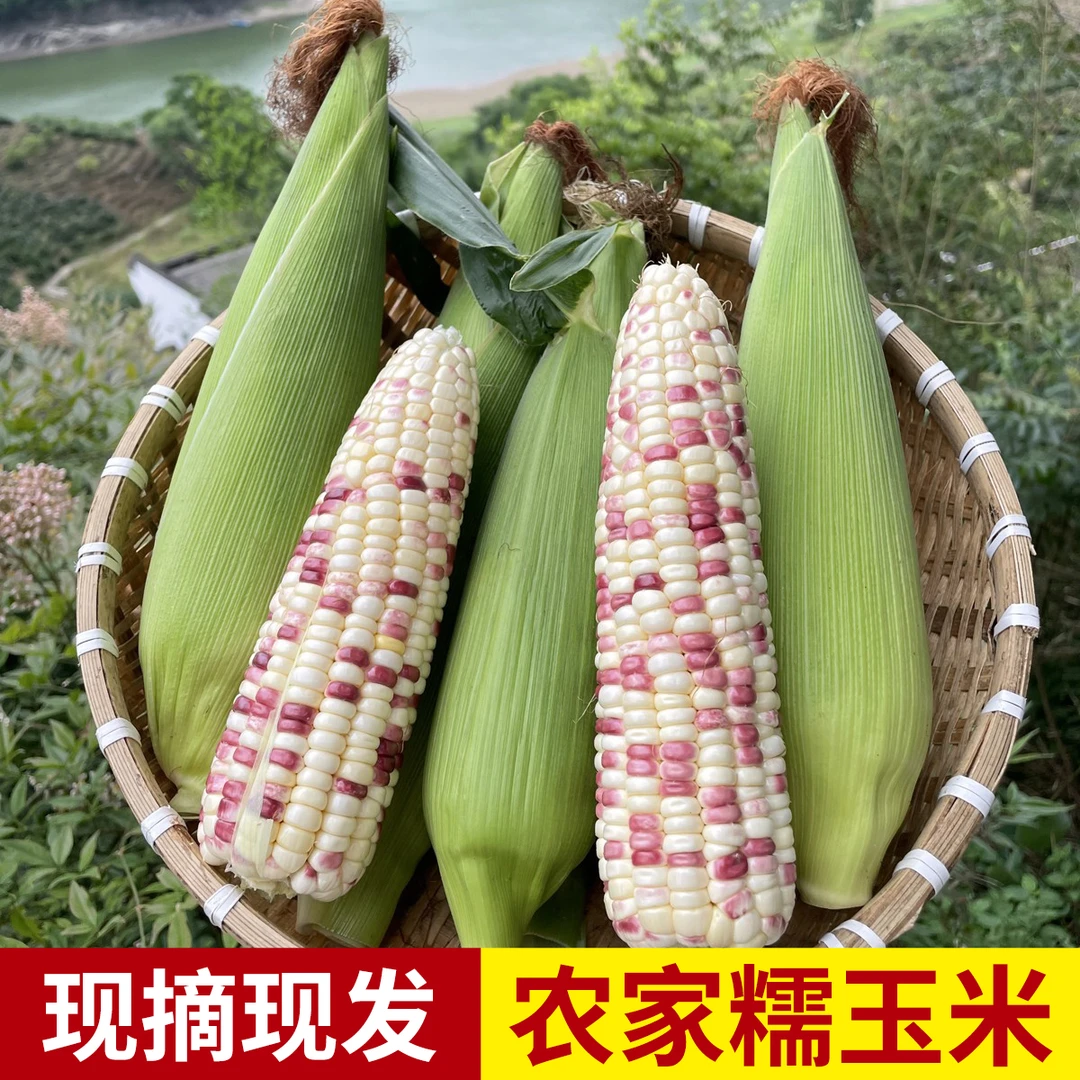 带青皮新鲜玉米甜糯农家土玉米棒子软糯现摘现发花玉米粗粮苞谷