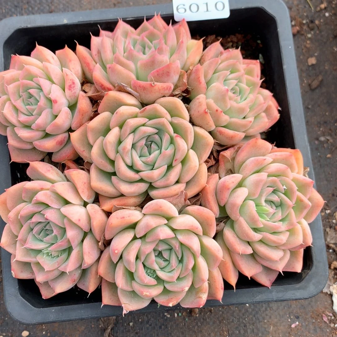 6010杂交多肉植物基地