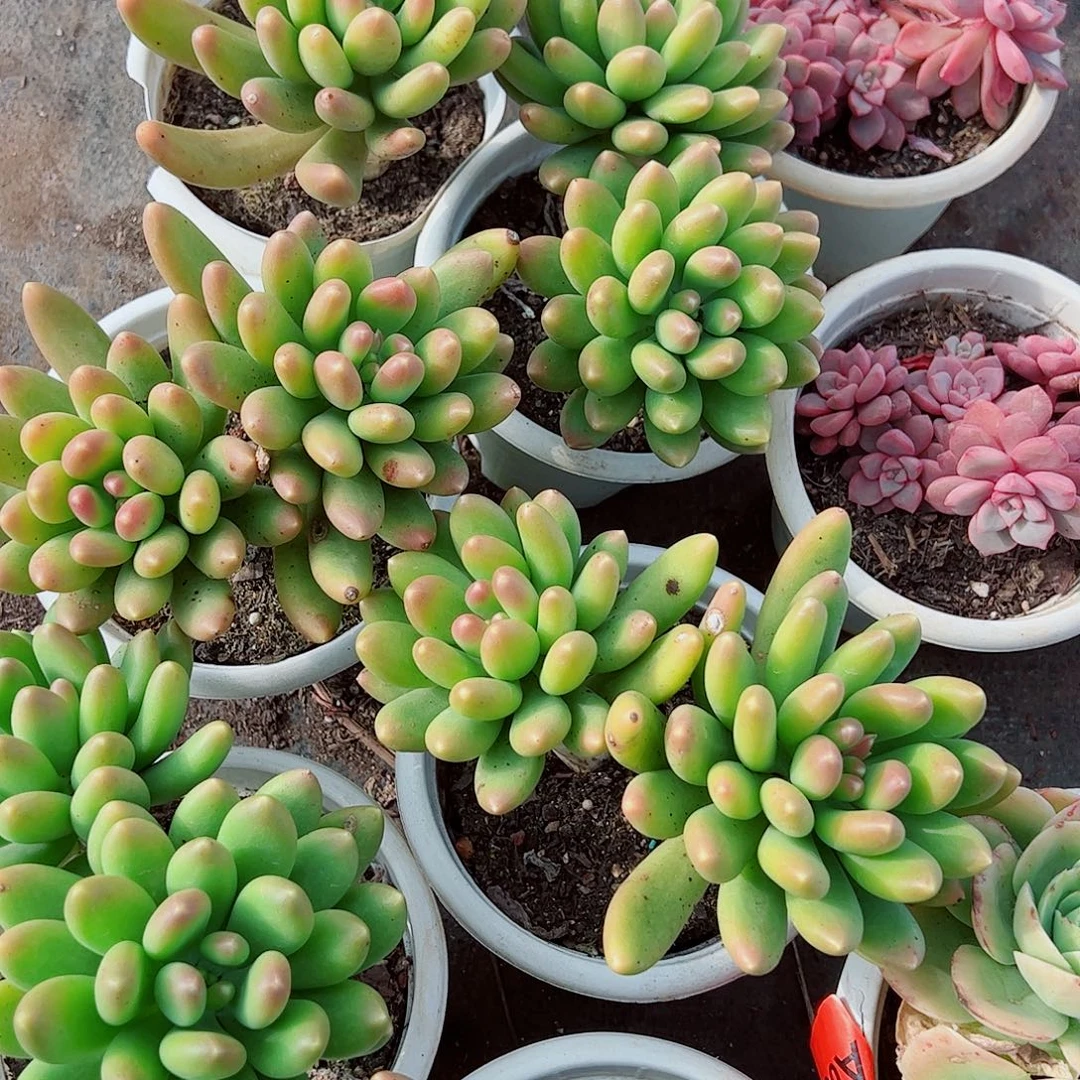 金蝉双头起发精品特价