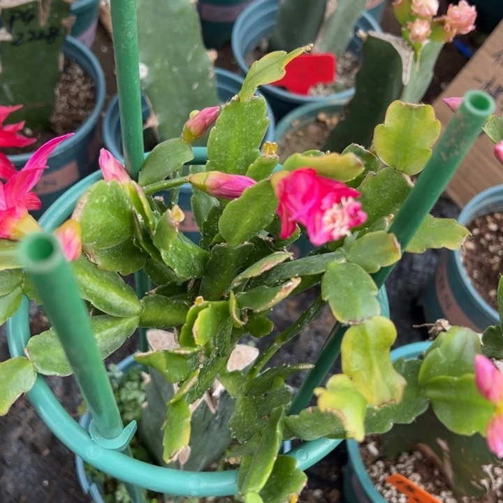 用***28号丽斯00000000000