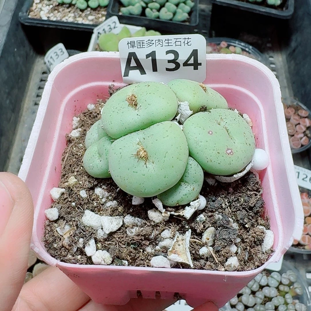 134多肉植物多肉植物