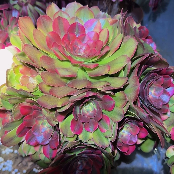 精品七彩香妃捧花特价福利