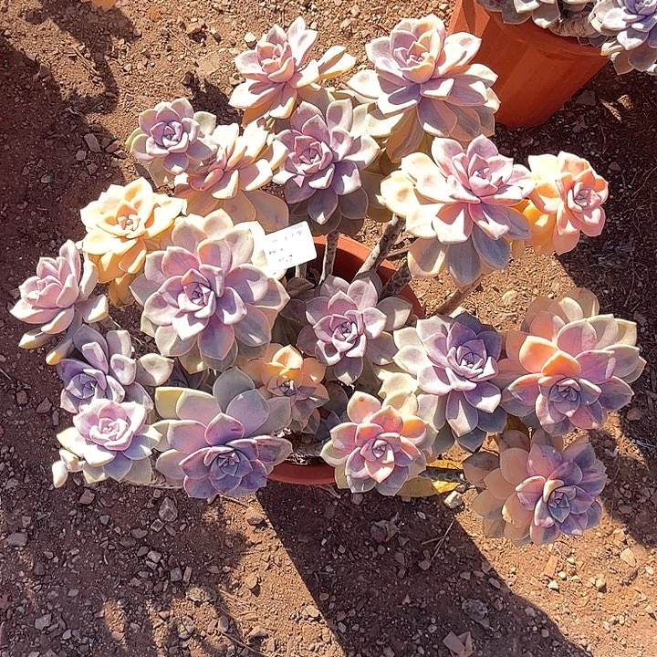 且***尹紫乐大群，一物一拍