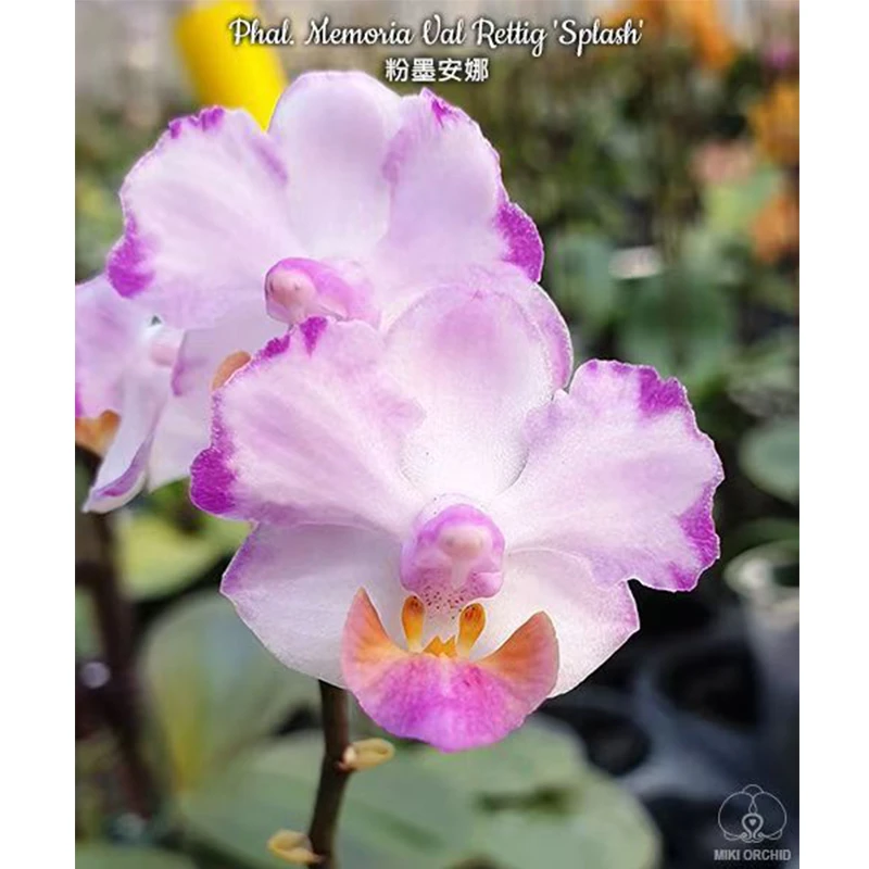 2.5寸 粉墨安娜-开花株（苗价、花期不保、叶瑕） 原生趣味兰