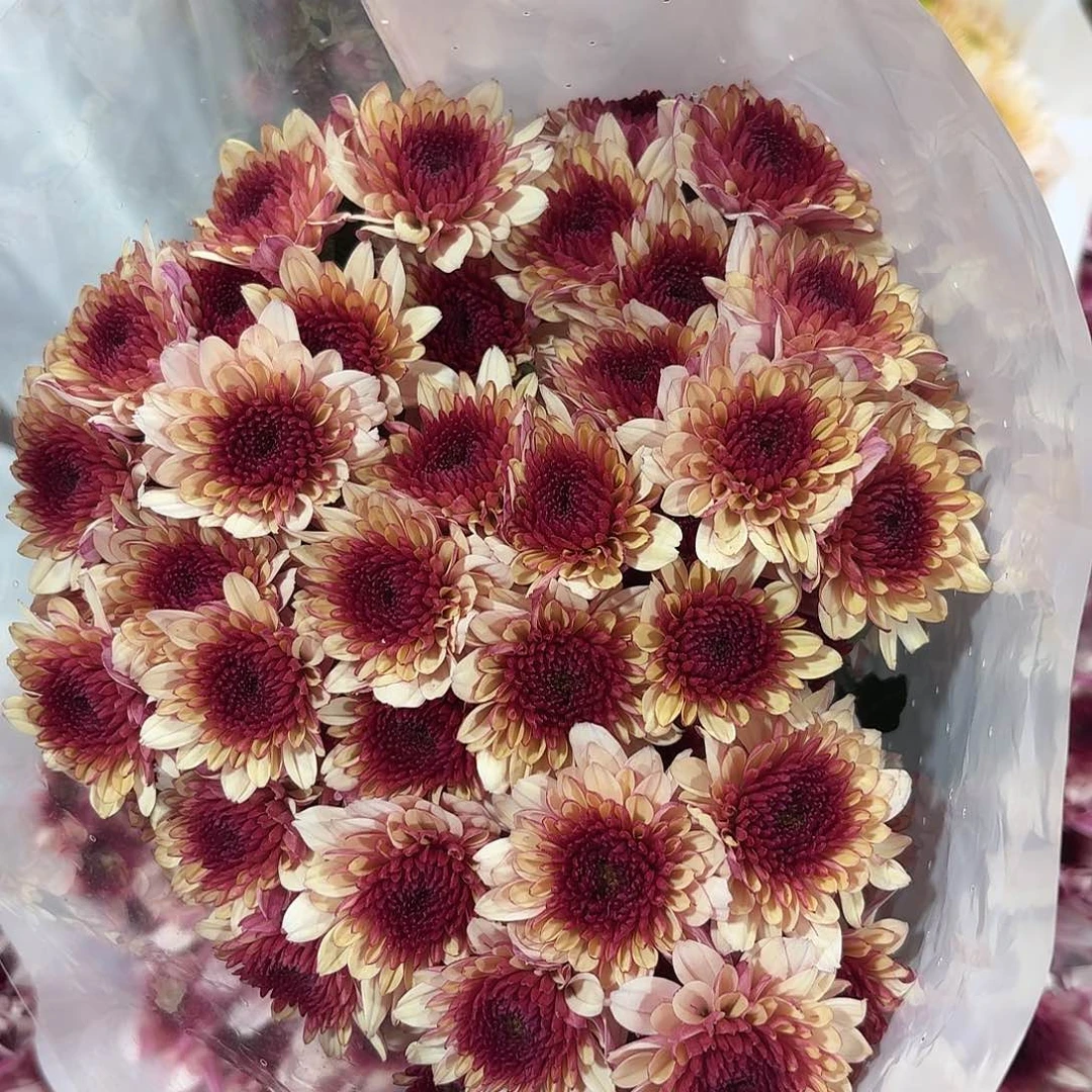 布鲁诺橘粉小菊10支