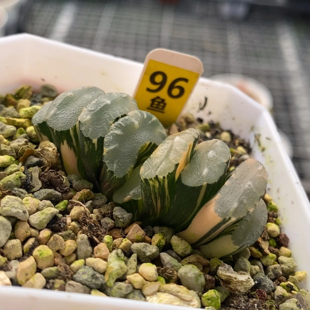 96号隼x玄武玉扇锦