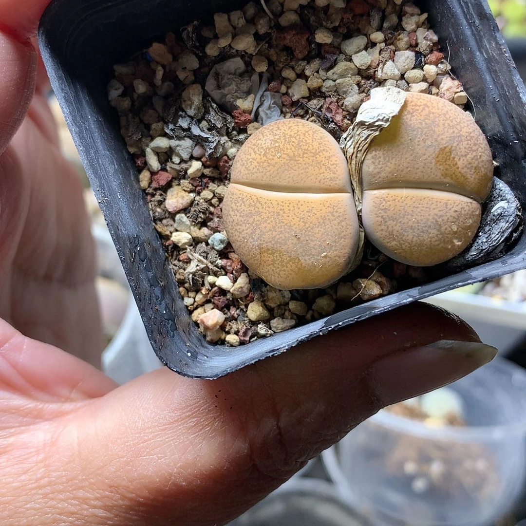 K150多肉植物保护