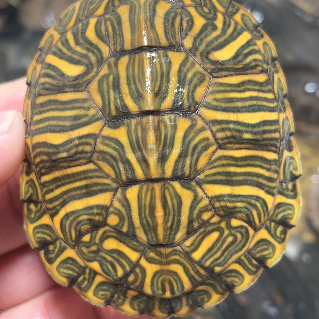 宠物龟不分公母6.7