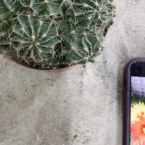 多头龙王仙人球，25789