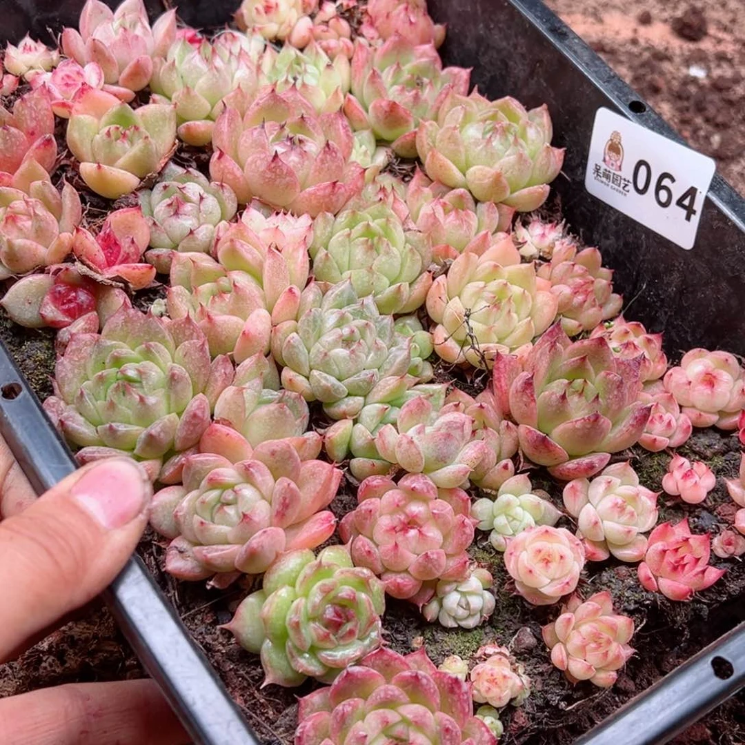 小*子多肉植物多肉植物