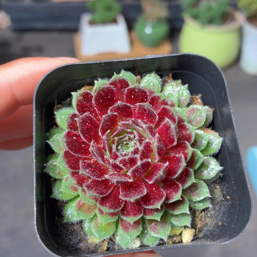 紫牡丹多肉9.9包邮发货