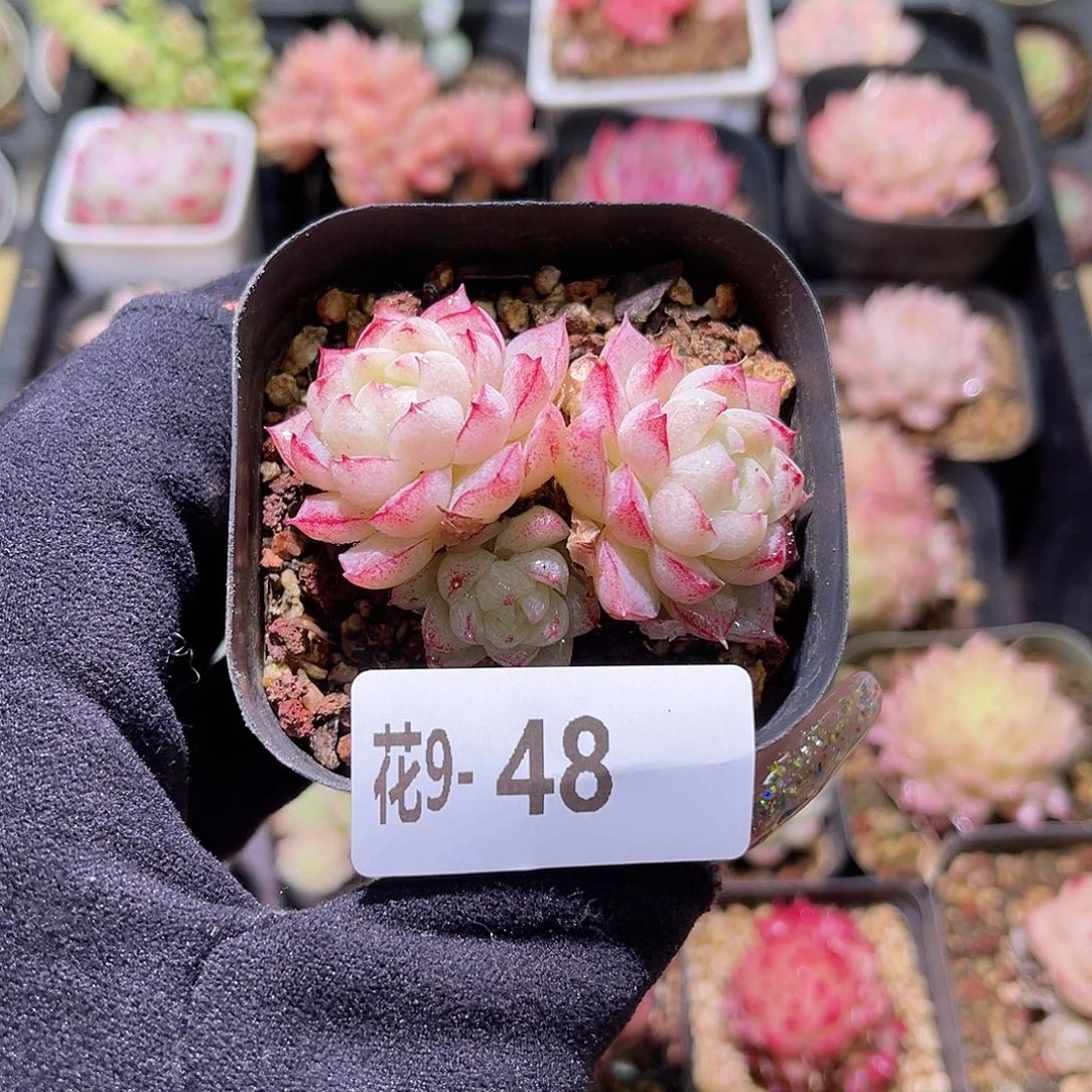 花利美9-48女王玫瑰