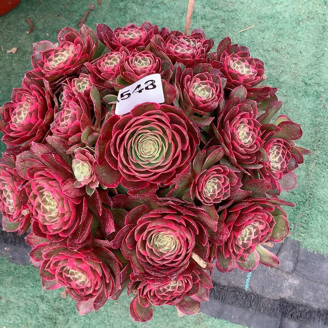 缘**去粉花妖多肉植物