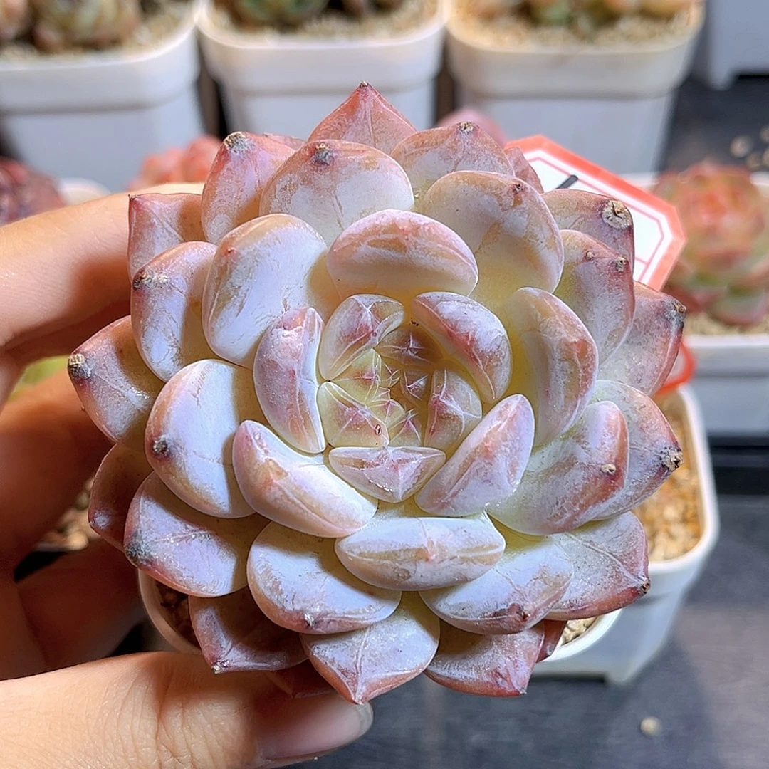 F699一物一拍 幻梦珍妮