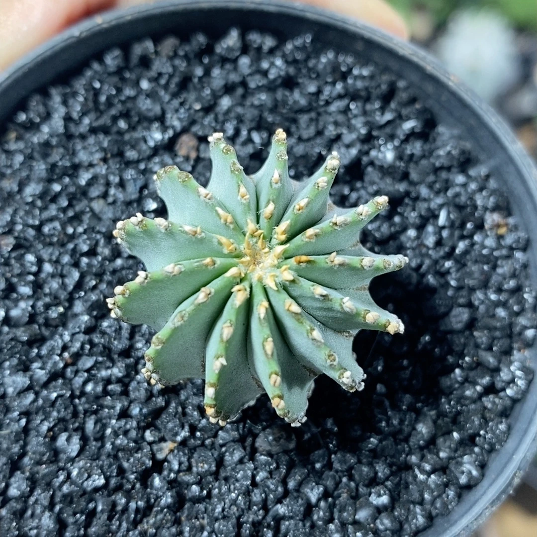218号实生薄叶花笼3cm
