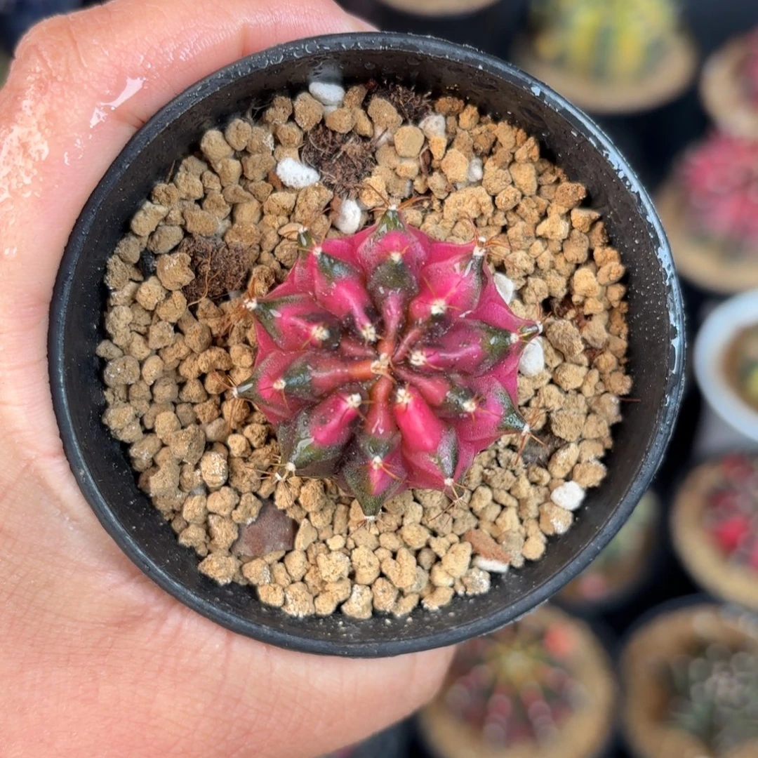 泰系米哈实生仙人球60