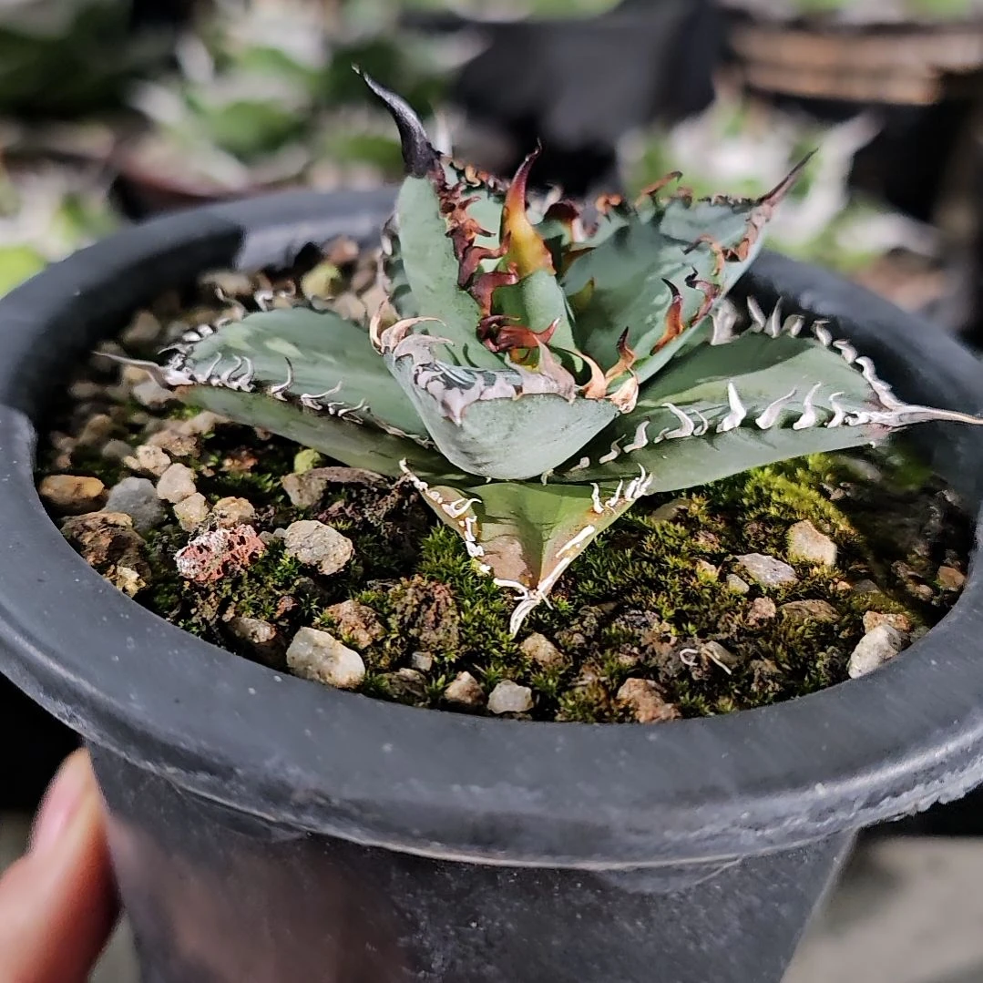 青鸾    蓝肌大甲盖