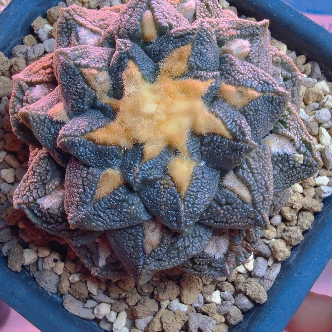 菜花龟甲牡丹多肉植物