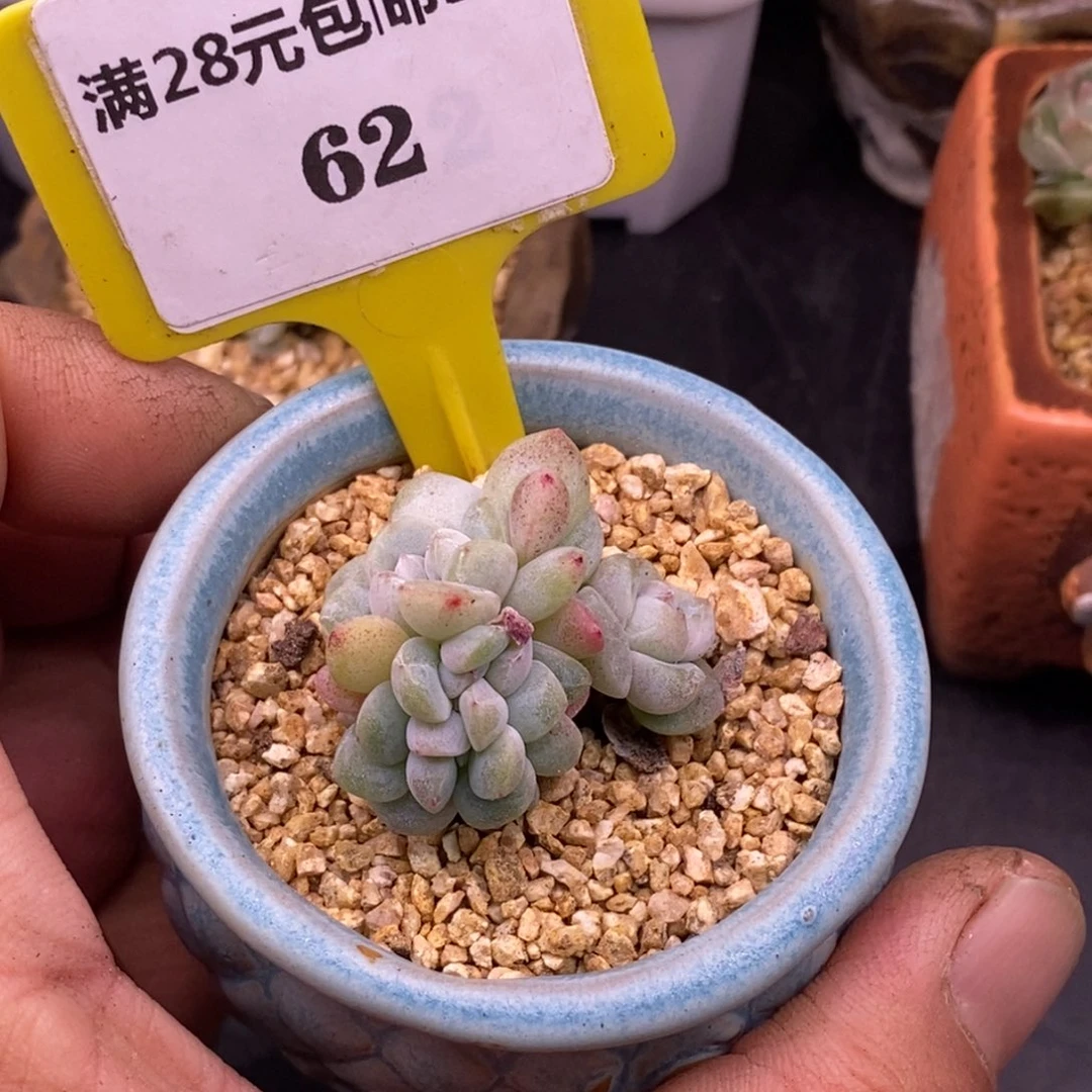 沫****362冰玉缀化整板子，缀化带盆