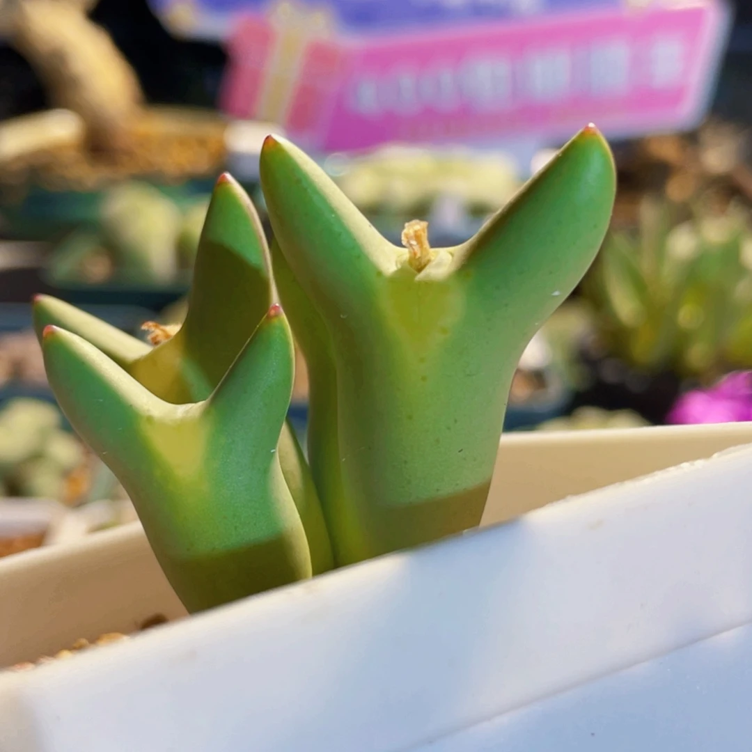 紫***璃皮卡丘植物一物一拍