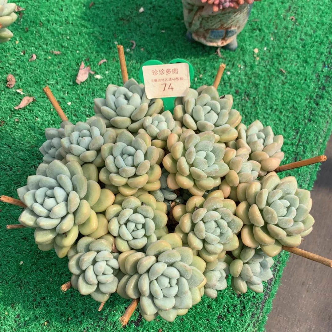 泡泡糖老桩无砍平头74
